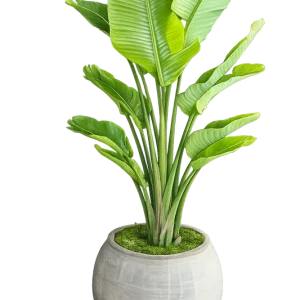 Bird of Paradise (Strelitzia) 14”