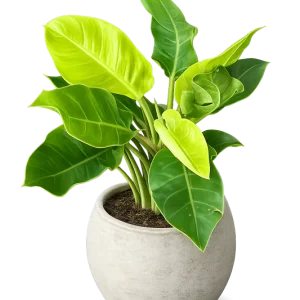 Moonlight Philodendron 10”