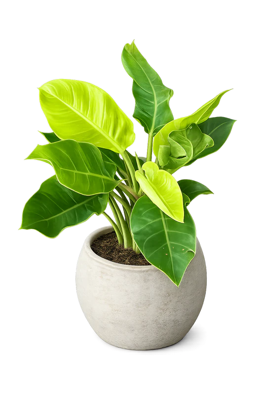 Philodendron-Moonlight-8_