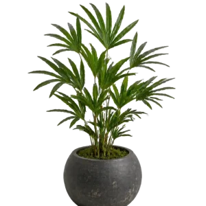 Rhapis Palm 10”