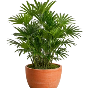 Rhapis Palm 14”
