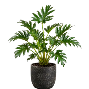 Selloum Philodenron 8”