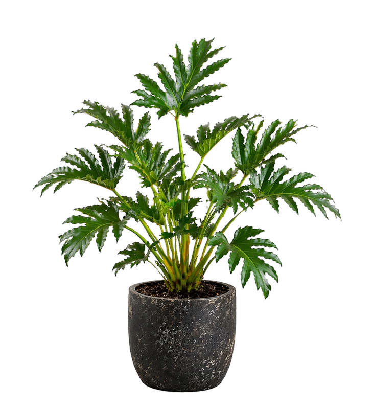 Selloum-Philodenron-8_