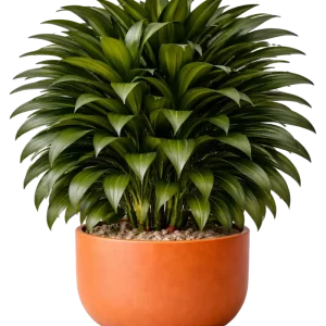 Dracaena (Janet Craig bush)