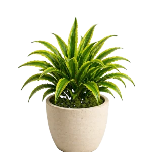 Dracaena (lemon lime bush) 10”
