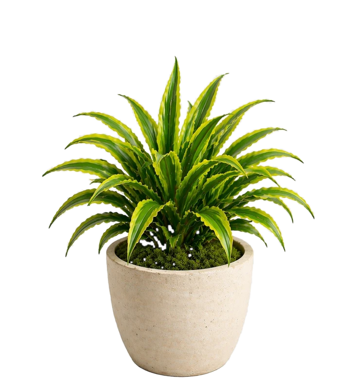 dracaena-lime-tips-10_-1