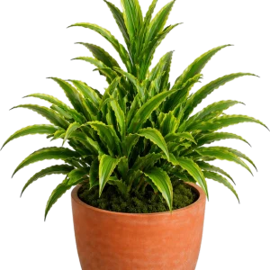 Dracaena (Janet Craig bush) 14”