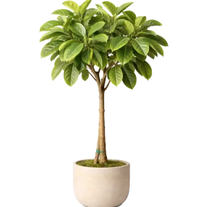 Ficus Altissima 12”