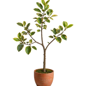 Ficus Altissima 12”