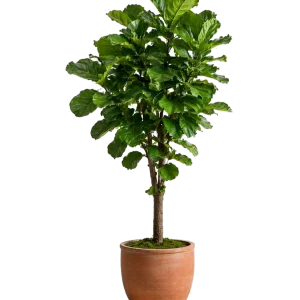 Fiddle Leaf Fig (Lyrata standard) 17”