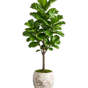 Fiddle Leaf Fig (Lyrata standard) 14”