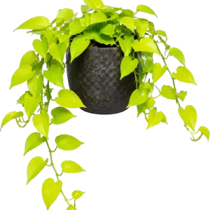 Pothos Vines - Neon 6”