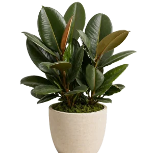 Rubber Plant 10”